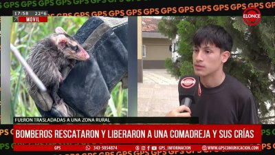 Bomberos rescataron y liberaron a una comadreja y sus cr&iacute;as